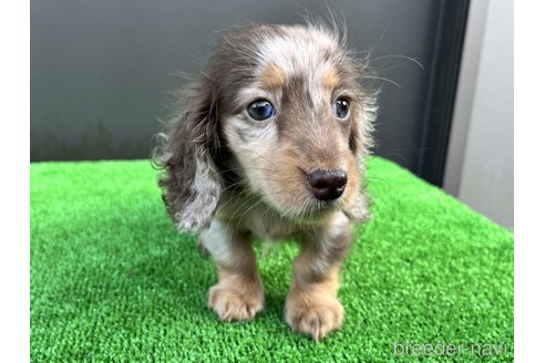 成約済の兵庫県のカニンヘンダックスフンド(ロングヘアード)-315695の5枚目